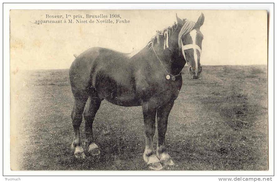 C2436 - Boxeur, 1er Prix Bruxelles 1908, Appartenant à M.Niset De Noville, Fexhe - Veeteelt