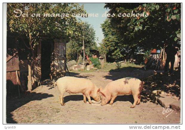 COCHONS HUMOUR - Pigs