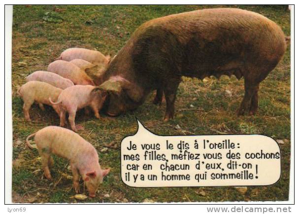 COCHONS HUMOUR - Pigs