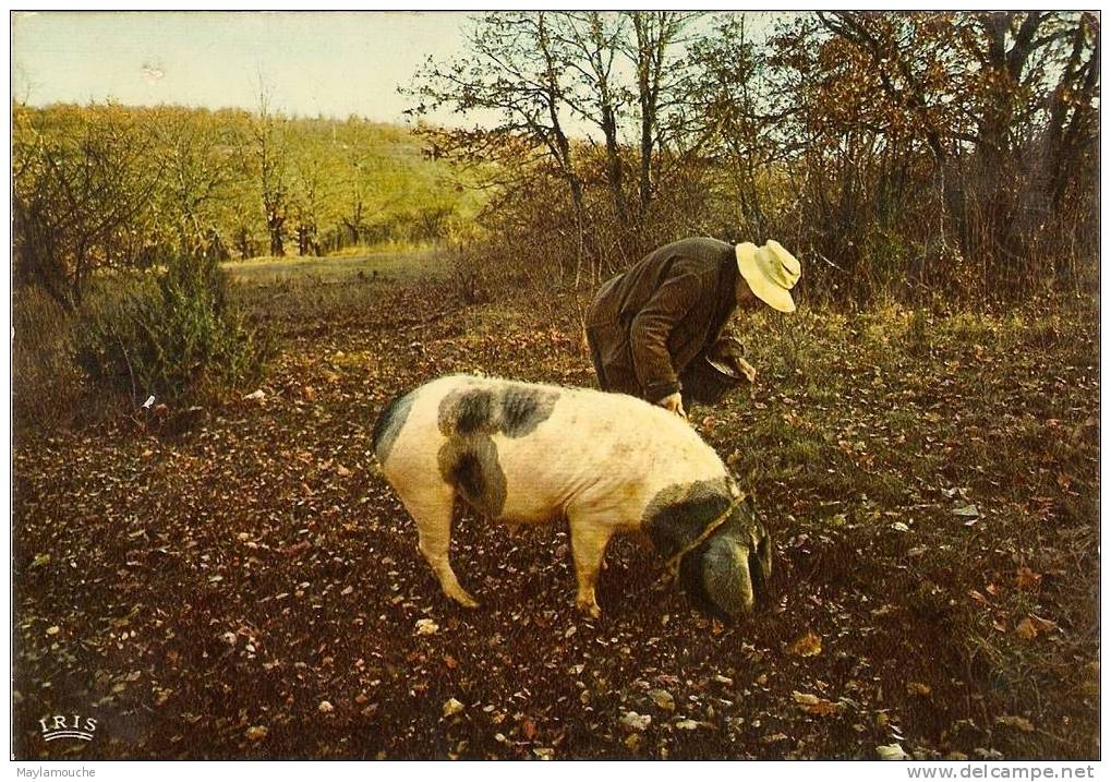 Chercheur De Truffes - Cerdos