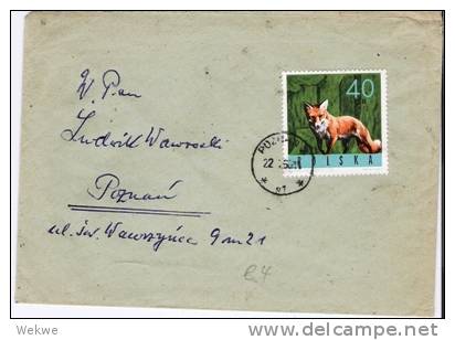 POL144 / - POLEN -/ Fuchs 1961 (fox) - Storia Postale