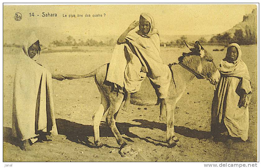 -   SAHARA- LE PLUS ANE DES QUATRE ? - Sahara Occidentale