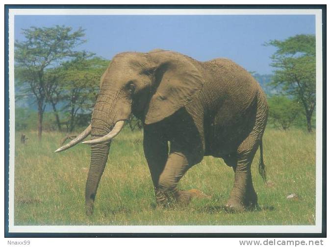 Elephant - African Bush Elephant (Loxodonta Africana) - Elephants