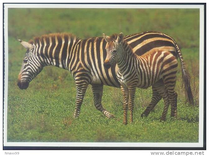 Zebra - Grevy´s Zebra (Equus Grevyi) & Cub - Zebre