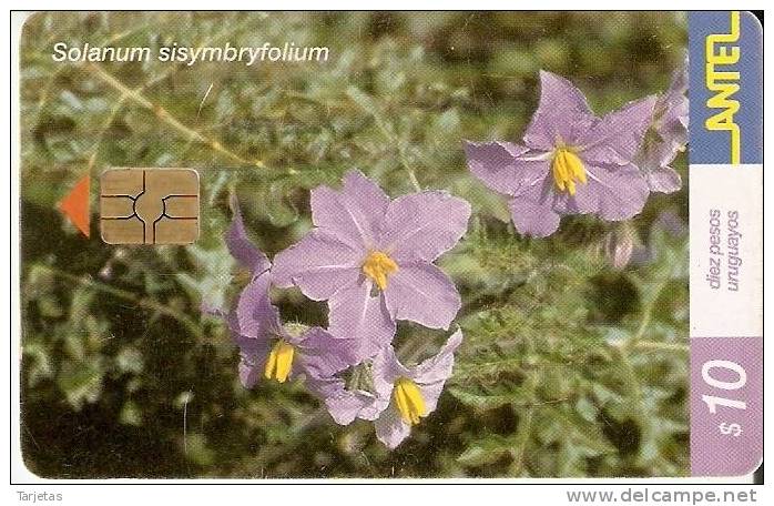 Nº 217 TARJETA DE UNA FLOR DE URUGUAY SOLANUM (FLOWER) - Uruguay