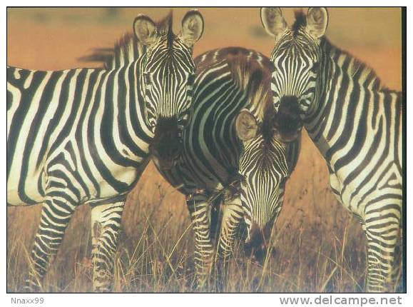 Zebra - Three Zebras - Zebras