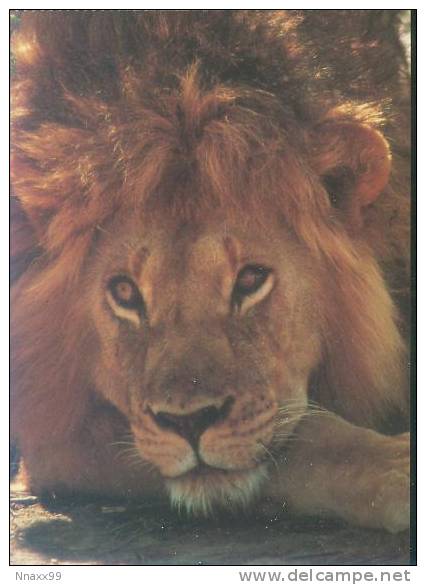 Lion - A Lying Male Lion's Head - Leones