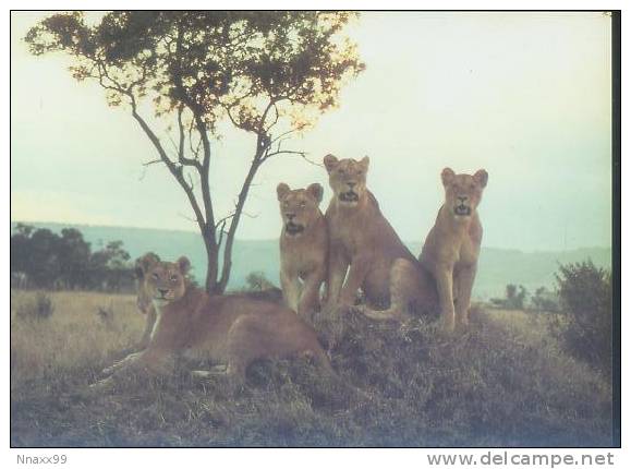 Lion - Lion Pride - Leones