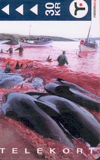 PILOT WHALES ( Faroe Islands )  Whale Fishing - Baleine Pêche - Ballena Pesca - Balena - Wal Fish - Poisson - Pez - Faroe Islands