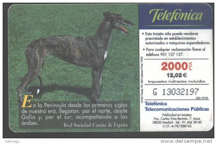 SPAIN - 2000/07 - DOG - GALGO ESPANOL - 751.500EX. - Basic Issues