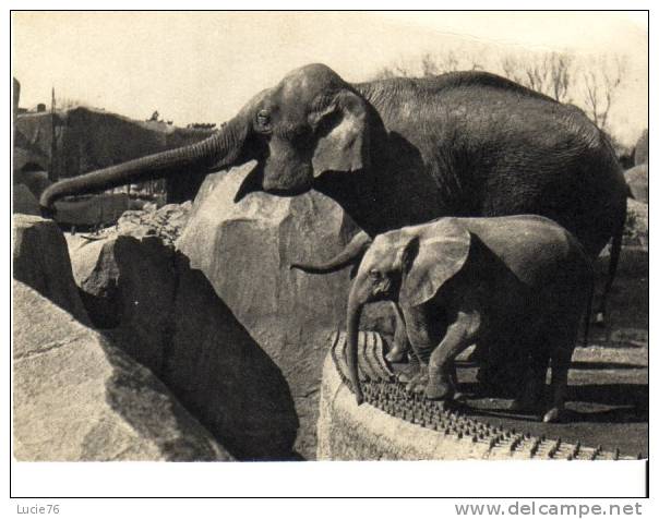 Un Eléphant D´ASIE Femelle Et Micheline Jeune éléphant D´ Afrique - Parc Zoologique Du Bois De Vincennes - Elefantes