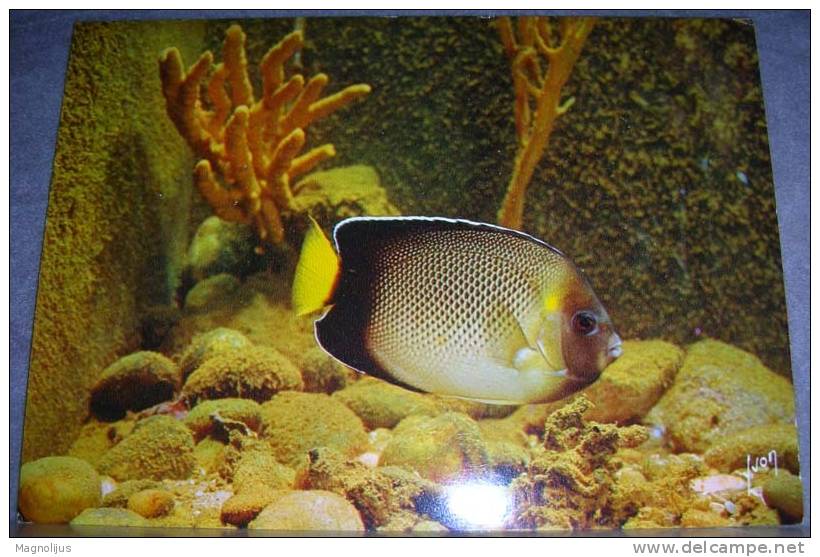 Animals,Fish,Aquaristic,Damier,Holacanthus Species,postcard - Vissen & Schaaldieren