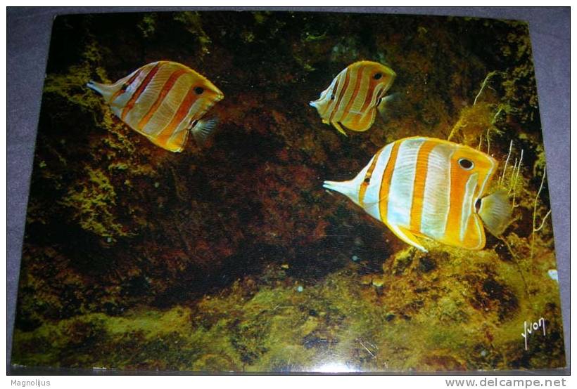 Animals,Fish,Aquaristic,Pit-Pit,Chelmon Rostratus,postcard - Pesci E Crostacei