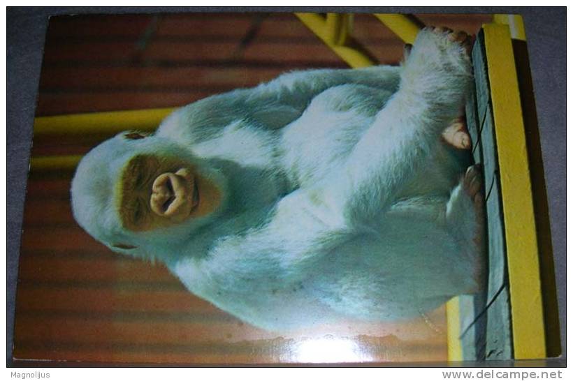 Animals,ZOO,Gorilla,White One,Albino,Barcelona,"Copito De Nieve",postcard - Monkeys