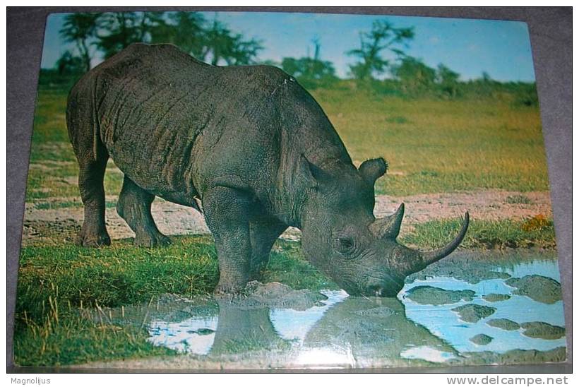 Animals,Africa,Zambia,Rhinoceros,Rhino,postcard - Rhinozeros