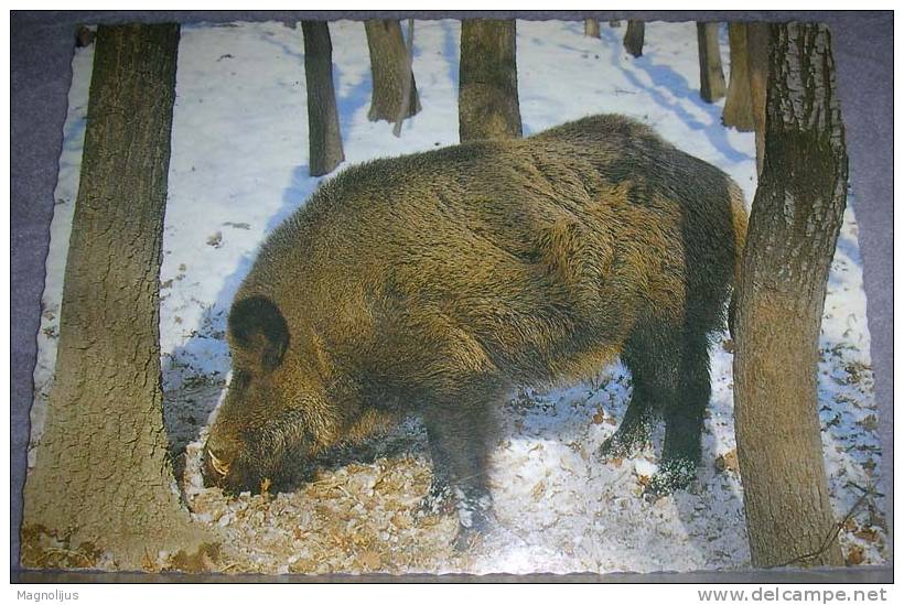 Animals,Hog,Grunter,Wild Pig,postcard - Schweine
