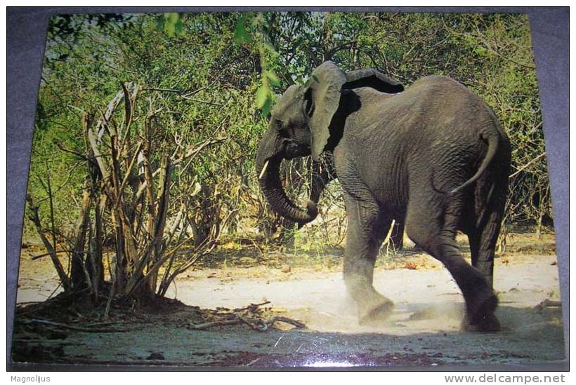 Animals,Africa,Elephant,Botswana,postcard - Elefantes