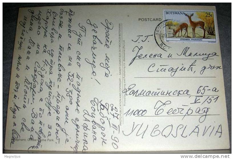 Animals,Africa,Elephant,Botswana,postcard - Elefantes