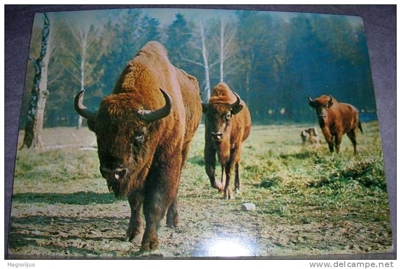 Animals,Buffalo,Bison Bonasus,Park,Poland,Piotr Michalowski,Stamp,postcard - Stiere