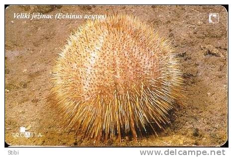 Croatia - Veliki Jezinac - Echinus Acutus - Undersea - Croatia