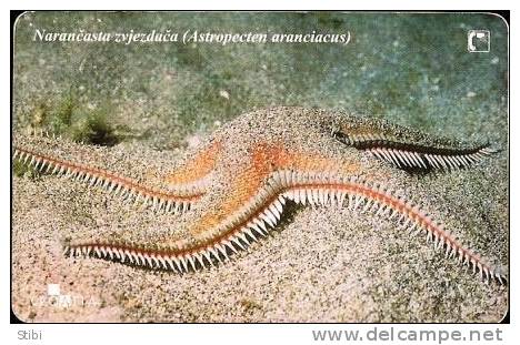 Croatia - Narancasta Zvjezdaca - Astropecten Aranciacus - Undersea - Kroatien