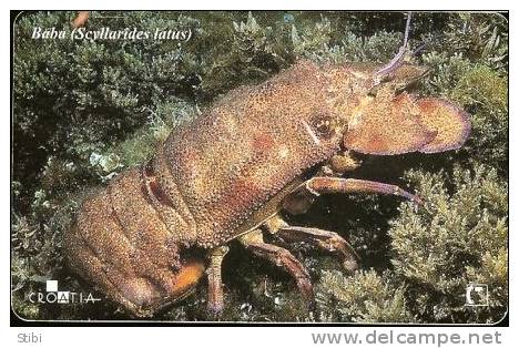 Croatia - Baba - Scyllarides Latus - Undersea - Croatia