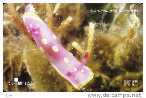 Croatia - Chromodorirs  Luteorosea - Undersea - Croatia