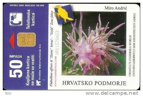Croatia - Chromodorirs Krohni - Undersea - Croatie