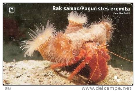 Croatia - Rak Samac - Paguristes Eremita - Undersea - Croatia