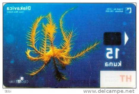 Croatia - Dlakavica - Undersea - Transparent Card - Croatia