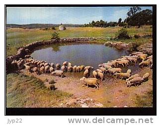 Jolie CP 48 Lavogne Sur Le Causse Noir - Troupeau De Moutons - Autres & Non Classés