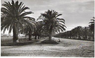 CAVALAIRE SUR MER - ALLEES DE PARDIGON -  F135 - Cavalaire-sur-Mer