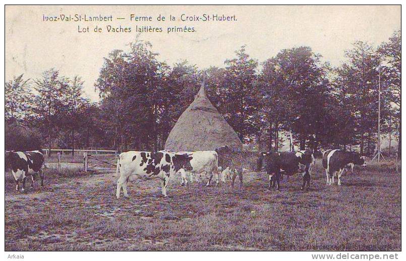 IVOZ-VAL ST LAMBERT = Ferme De La Croix St Hubert - Lot De Vaches Laitières Primées - Flémalle