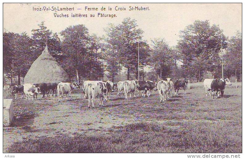 IVOZ-VAL ST LAMBERT = Ferme De La Croix St Hubert - Vaches Laitières Au Paturages - Flémalle