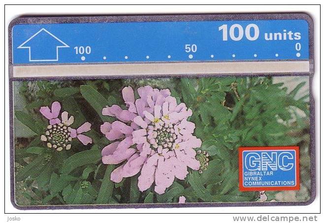 GIBRALTAR CANDYTUFT  ( Gibraltar Mint & Limited Card ) - Flowers , Fleurs , Flower , Fleur , Blumen - Gibraltar