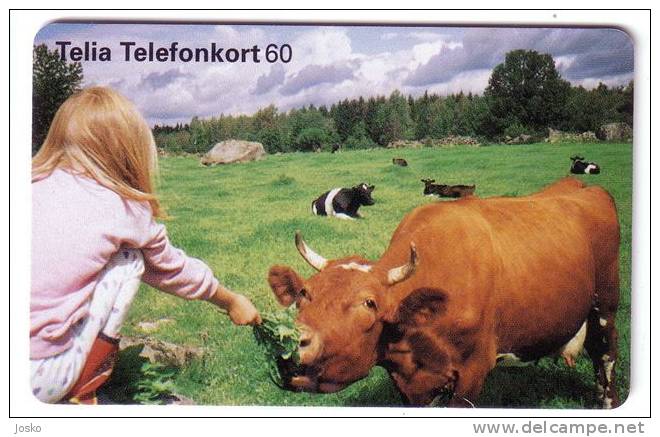 COWS ( Sweden Chip Card  ) *** Cow - Vache - Vaca - Vaches - Kuh - Mucca - Vacca - Koe *girl - Enfant - Children - Child - Suecia