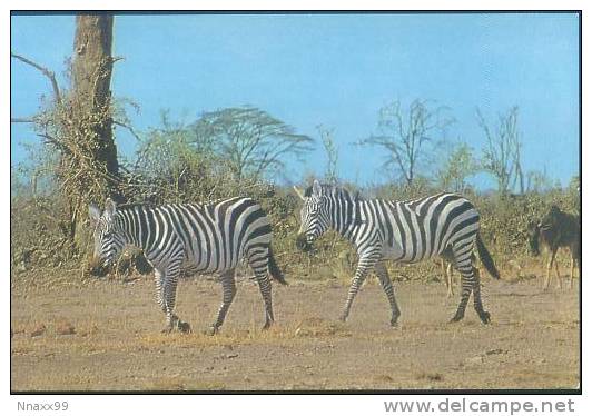 Zebra - Two Zebra In The Wild - Cebras