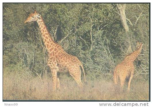 Giraffe - Two Giraffes In The Wild - Girafes