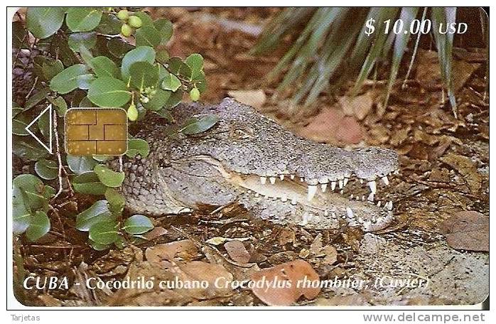 TARJETA DE CUBA DE UN COCODRILO (CROCODILE) - Krokodillen En Alligators