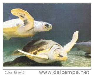 Cpm Tortue Carreta Turtle Tortoise Aquarium Tropical Du Musee Des Arts Africains - Tortues