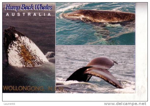 2 Carte Sur Les Balaines - 2 Whale Postcards - Dolfijnen