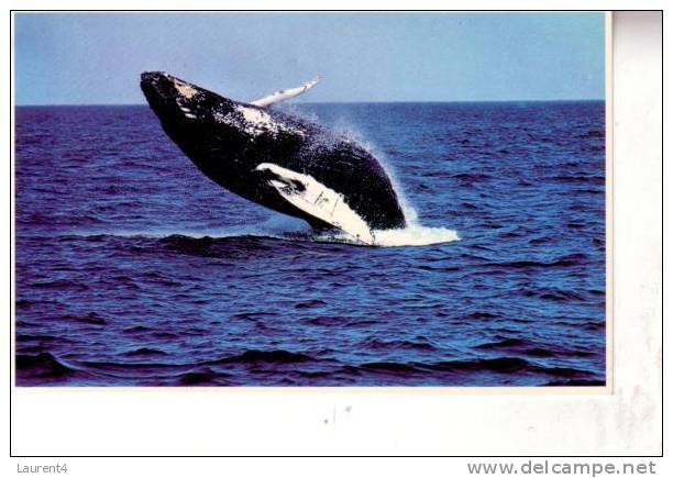 2 Carte Sur Les Balaines - 2 Whale Postcards - Delfines
