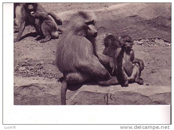 Une Famille De Singes  HAMADRYAS - Parc Zoologique Du Bois De Vincennes - N° 186 - Monos