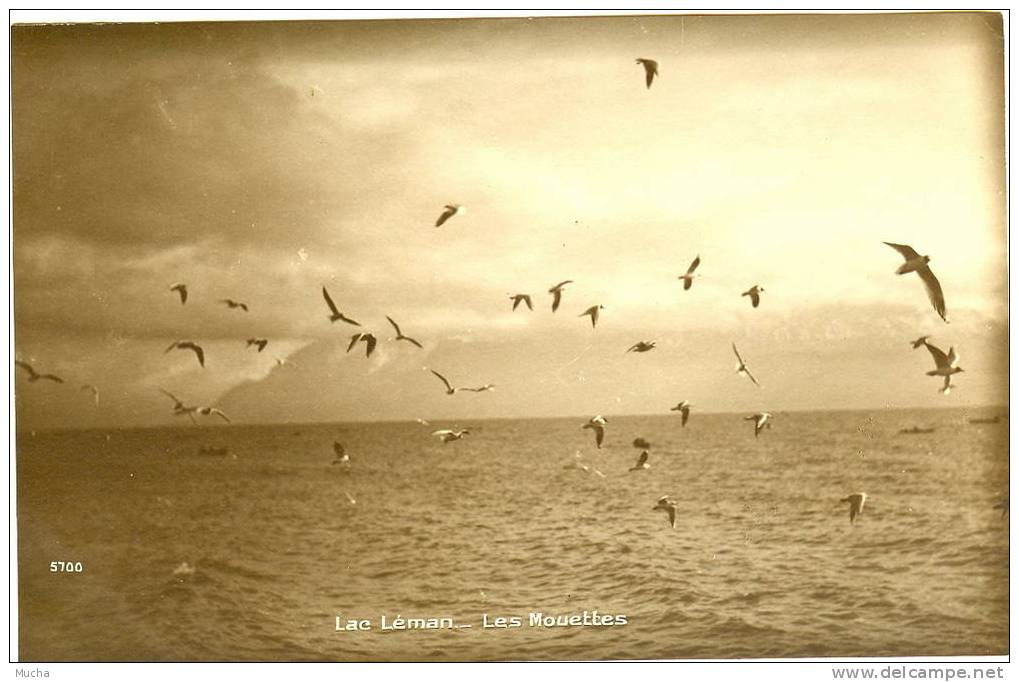 Lac Léman Les Mouettes - Other & Unclassified