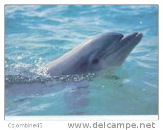 Cpm Dauphin Dolphin - Delfines