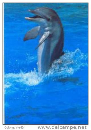 Cpm Dauphin Dolphin - Dolfijnen