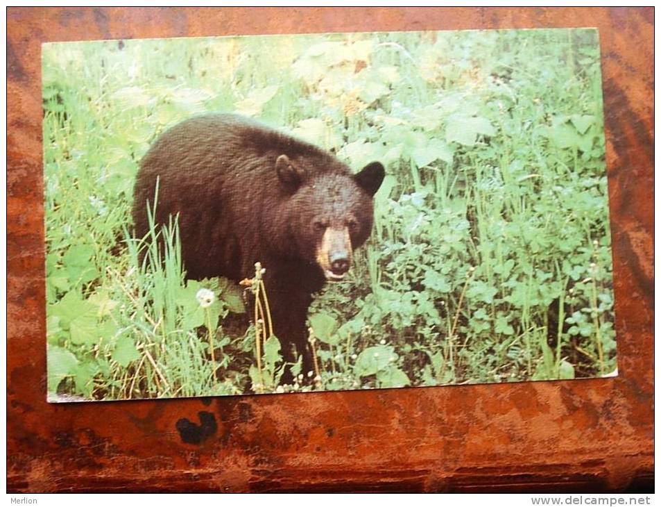 Black Bear     VF  Cca 1960-70´s   D13081 - Ours