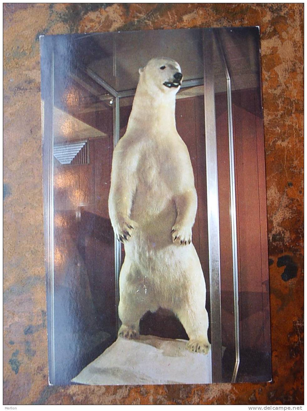 Polar Bear - The Legendary White King  VF  Cca 1960´s    D13086 - Ours
