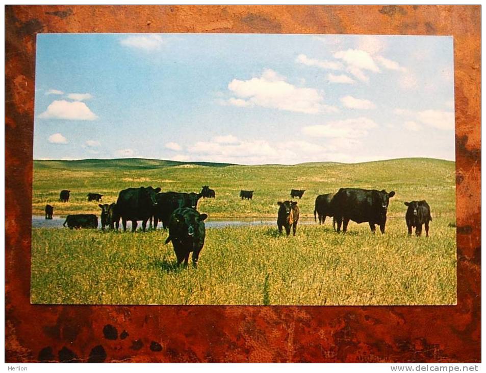 Cattle - Angus Nebrelles - Nebraska   VF   Cca 1960´s     D13118 - Taureaux