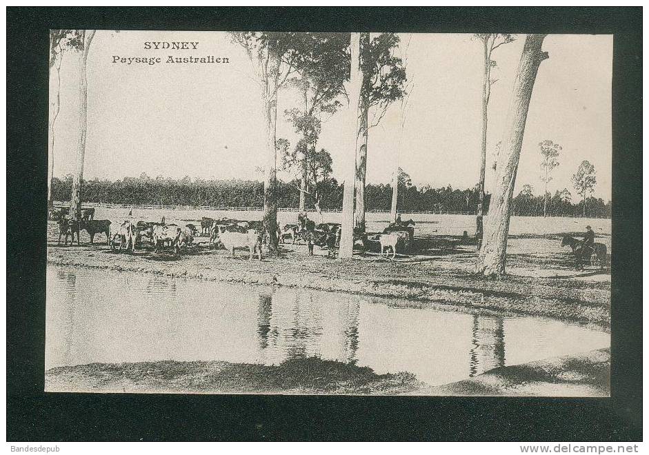 Australie - Sidney - Paysage Australien ( Ed. Messageries Maritimes Dos Précurseur ) - Otros & Sin Clasificación